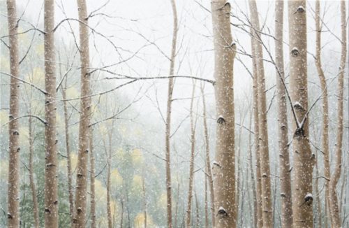 Snow Falling on Aspens - Limited Edition