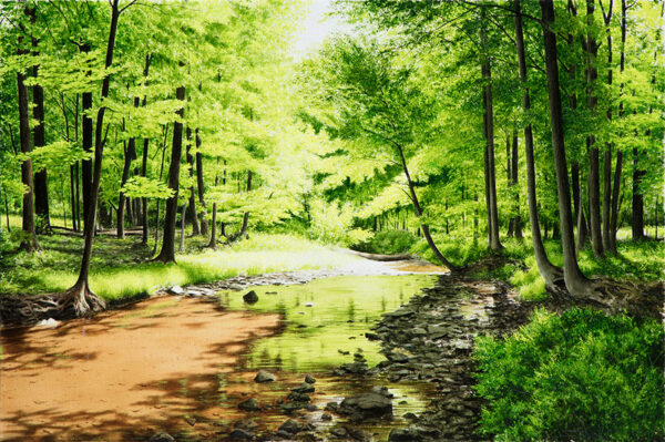 Summer River in Forest