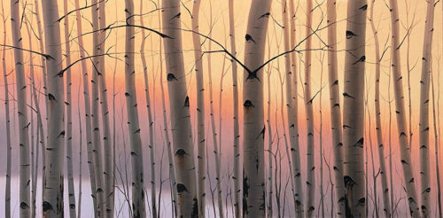 Sunset behind Birch Trees