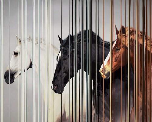 Hand embellished limited edition print on canvas showcasing three horse breeds with a curtain of colorful lines.